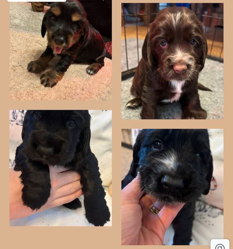 Cocker Spaniel puppies for sale in Abergele, Clwyd – 4 weeks old