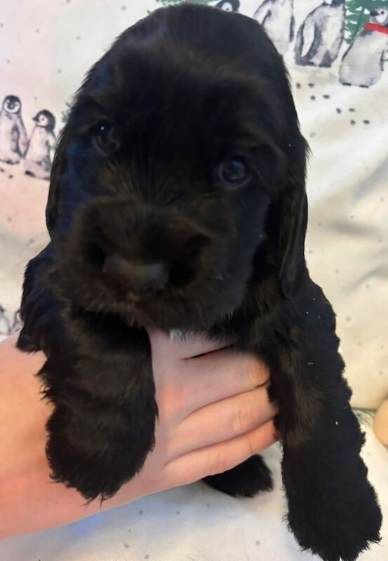 Cocker Spaniel puppies for sale in Abergele, Conwy – 4 months old - Image 2 of 6