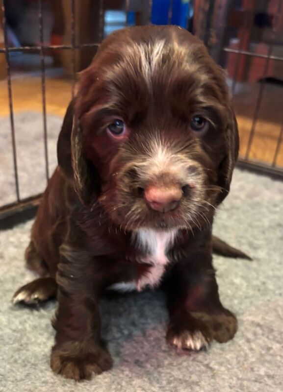 Cocker Spaniel puppies for sale in Abergele, Conwy – 4 months old - Image 3 of 6