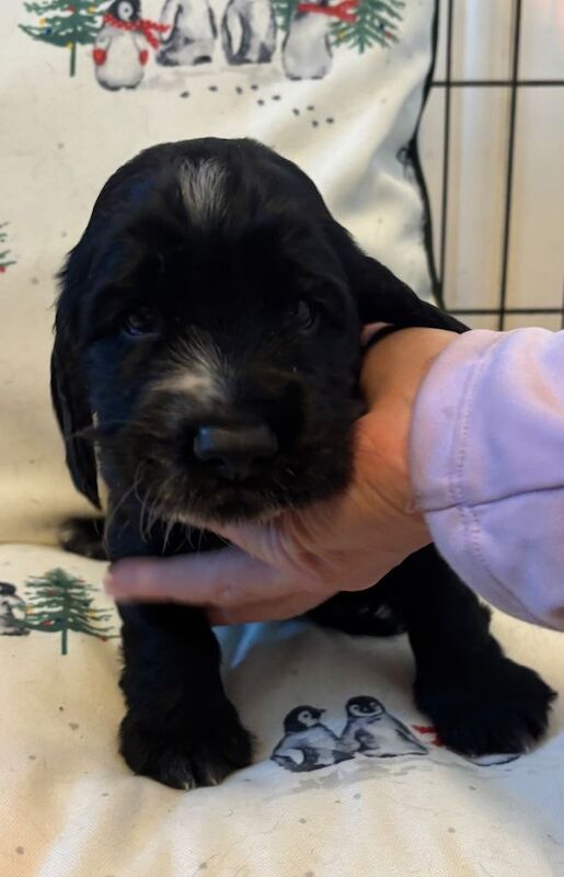 Cocker Spaniel puppies for sale in Abergele, Conwy – 4 months old - Image 4 of 6