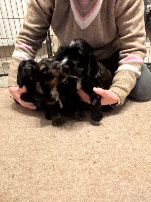 Cocker Spaniel puppies for sale in Abergele, Conwy – 4 months old - Image 5 of 6