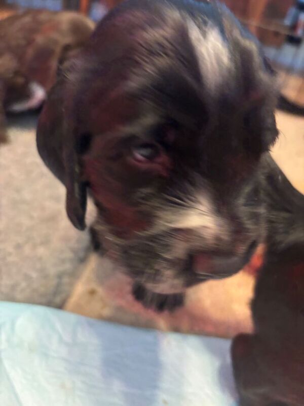 Cocker Spaniel puppies for sale in Abergele, Conwy – 4 months old - Image 6 of 6