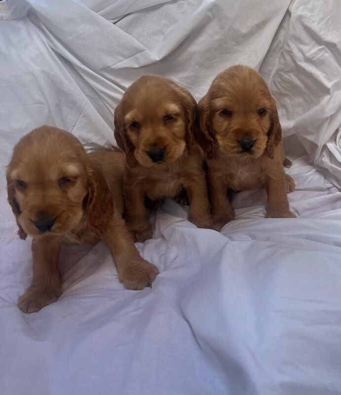 Cocker Spaniel puppies for sale in Enfield, Greater London – 11 months old - Image 1 of 3