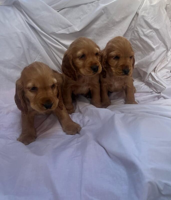 Cocker Spaniel puppies for sale in Enfield, Greater London – 11 months old - Image 2 of 3