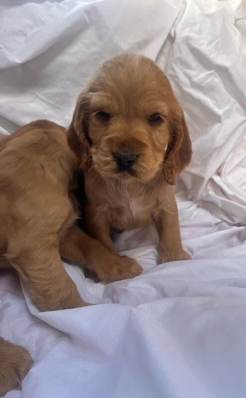 Cocker spaniel puppy's for sale in Enfield, Greater London - Image 3