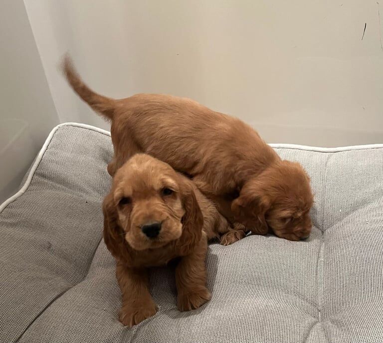 Cocker spaniel puppy's - Image 2 of 3