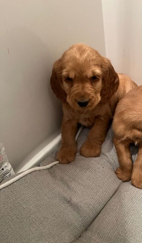 Cocker spaniel puppy's - Image 3 of 3