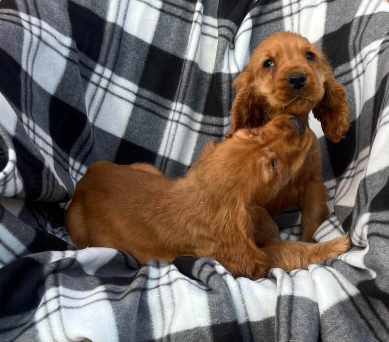Cocker Spaniel puppies for sale in Carlton, Nottinghamshire – 12 months old - Image 2 of 3