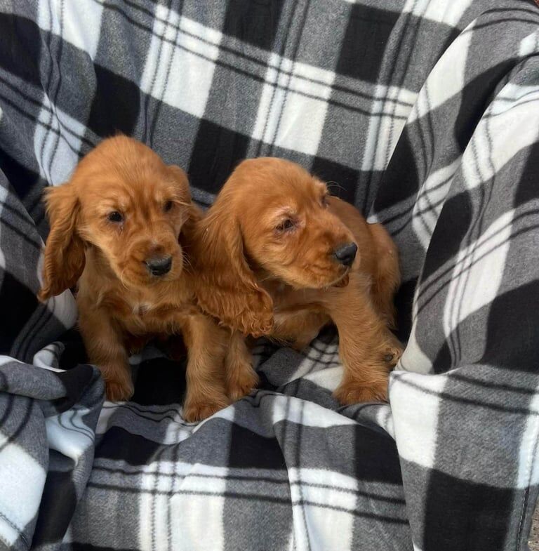 Cocker Spaniel puppies for sale in Carlton, Nottinghamshire – 12 months old - Image 3 of 3