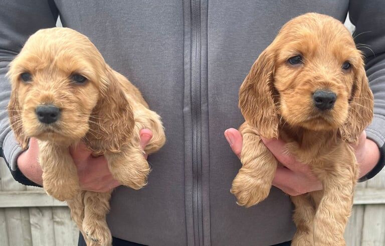 Cocker Spaniel puppies for sale in Barking, Greater London – 10 months old - Image 2 of 3