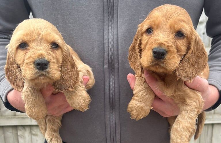 Cocker Spaniel puppies for sale in Barking, Greater London – 10 months old - Image 3 of 3