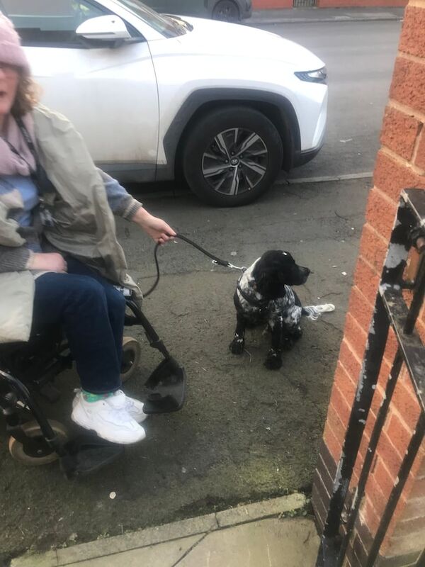 cocker spaniel puppys for sale in Salford, Greater Manchester | Image 2