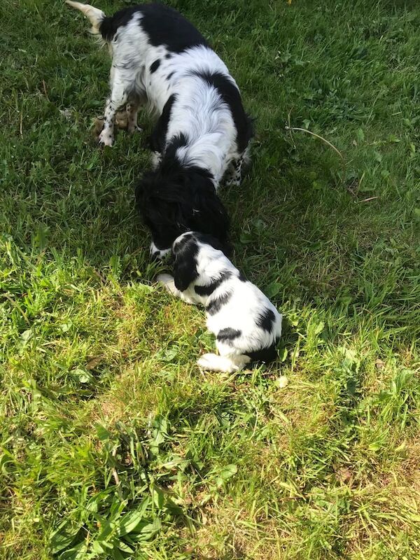 cocker spaniel puppys for sale in Salford, Greater Manchester - Image 3