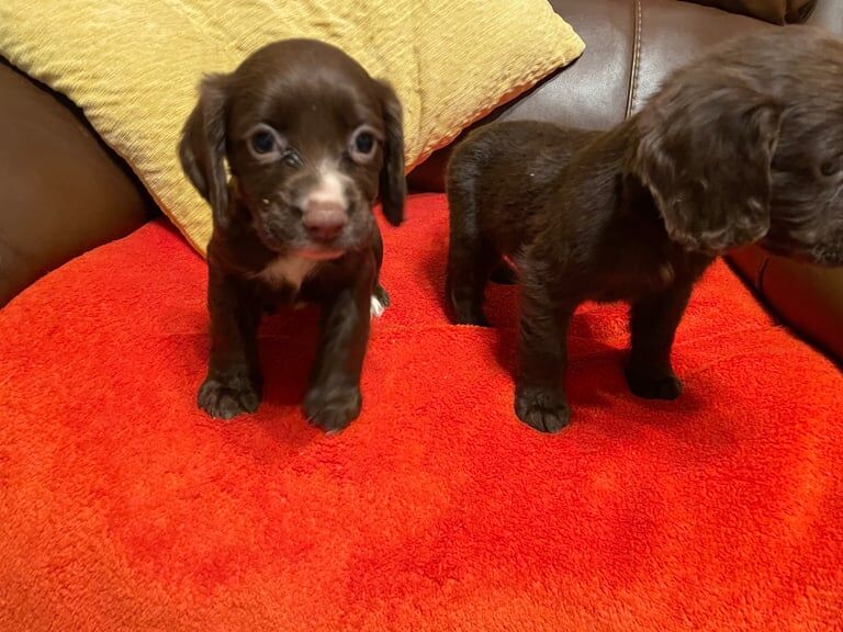Cocker spaniel puppy's for sale in Sandwell, West Midlands