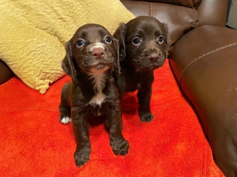 Cocker spaniel puppy's for sale in Sandwell, West Midlands - Image 2