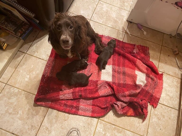 Cocker spaniel puppy's for sale in Sandwell, West Midlands | Image 3