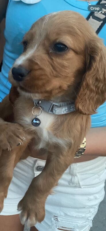 Cocker spaniel puppy's for sale in Pershore, Worcestershire - Image 2