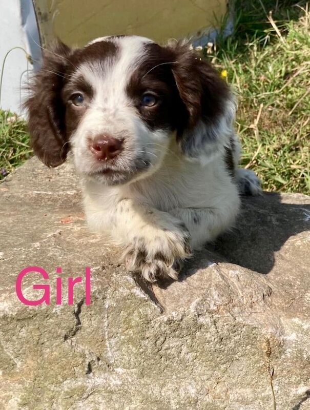 Cocker Spaniel puppies for sale in Pulborough, West Sussex – 8 weeks old
