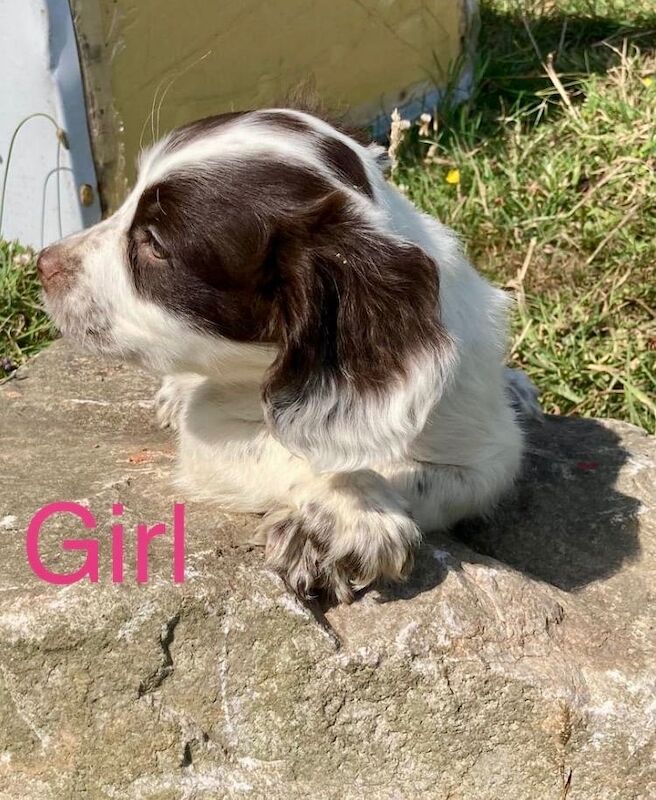 Cocker Spaniel puppies for sale in Pulborough, West Sussex – 8 weeks old - Image 2 of 3