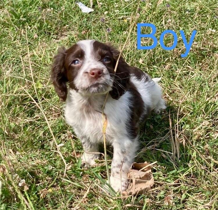 Cocker Spaniel puppies for sale in Pulborough, West Sussex – 8 weeks old - Image 3 of 3