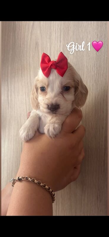 Cocker Spaniel puppies for sale in Leicester, Leicestershire – 7 weeks old