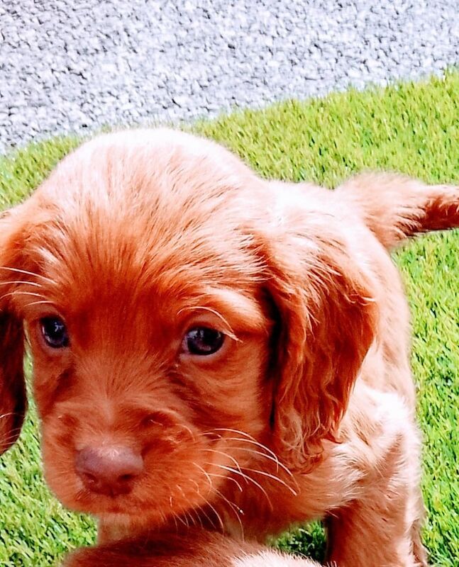 Cocker Spaniel puppies for sale in Bury, Greater Manchester – 8 weeks old