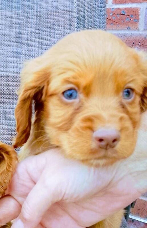 Cocker Spaniel puppies for sale in Bury, Greater Manchester – 11 weeks old - Image 2 of 3