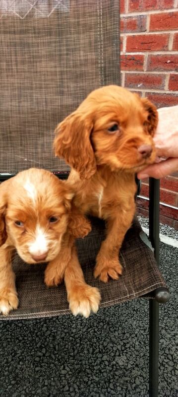 Cocker Spaniel puppies for sale in Bury, Greater Manchester – 11 weeks old - Image 3 of 3