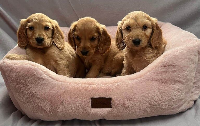 Cocker Spaniel puppies for sale in Edmonton, Greater London – 9 weeks old