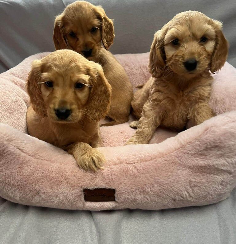 Cocker Spaniel puppies for sale in Edmonton, Greater London – 9 weeks old - Image 3 of 3