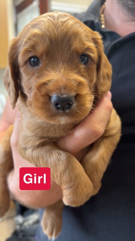 Cocker Spaniel puppies for sale in Poole, Dorset – KC registered, 5 weeks old