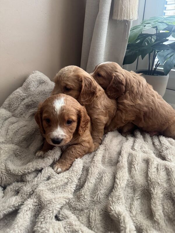 Cocker Spaniel puppies for sale in Crook, Durham – KC registered, 7 weeks old