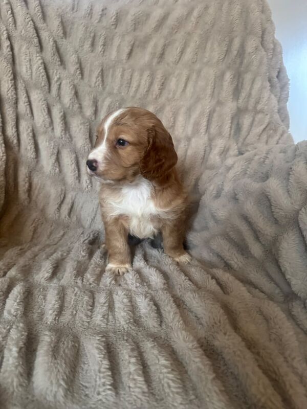 Cocker Spaniel puppies for sale in Crook, Durham – KC registered, 8 weeks old - Image 2 of 3