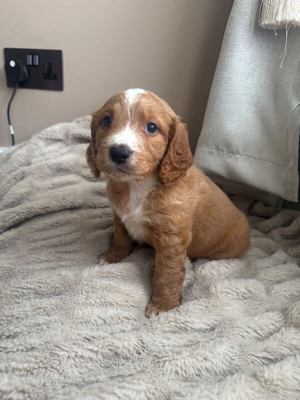 Cocker Spaniel puppies for sale in Crook, Durham – KC registered, 8 weeks old - Image 3 of 3