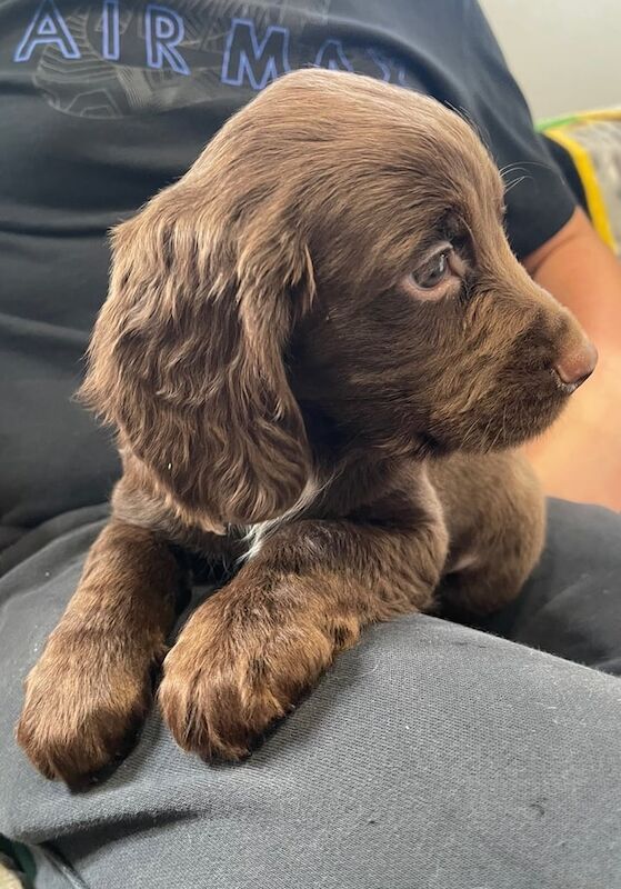 Cocker Spaniel puppies for sale in Woking, Surrey – 9 weeks old