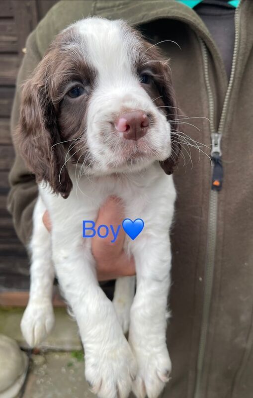 Cocker Spaniel puppies for sale in Woking, Surrey – 9 weeks old - Image 2 of 4
