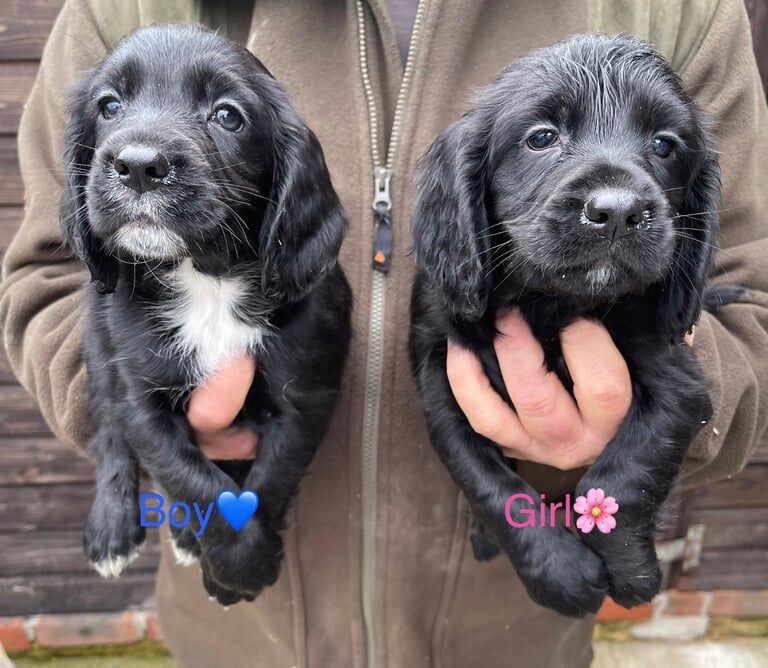 Cocker Spaniel puppies for sale in Woking, Surrey – 9 weeks old - Image 3 of 4