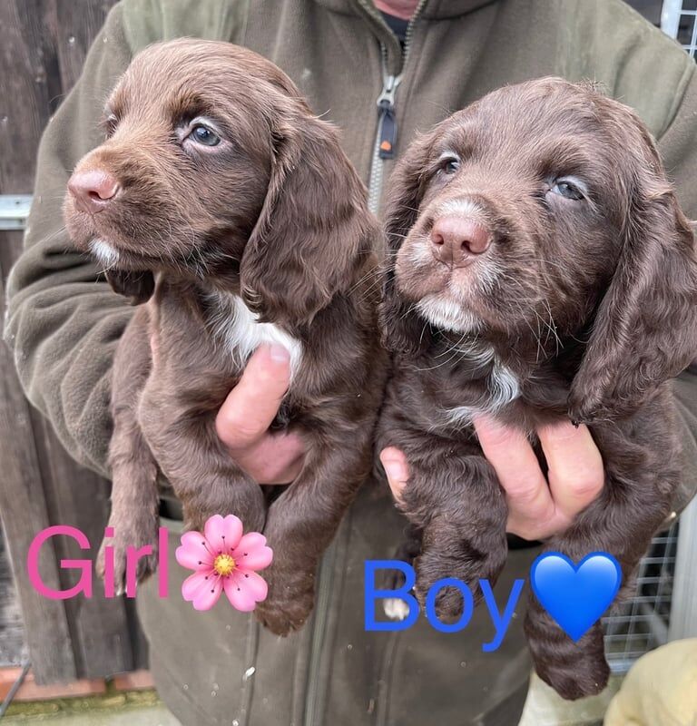 Cocker Spaniel puppies for sale in Woking, Surrey – 9 weeks old - Image 4 of 4