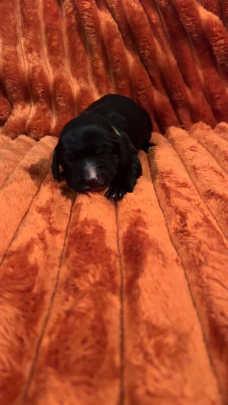 Cocker Spaniel puppies for sale in Spalding, Lincolnshire – 1 week old