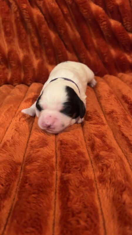 Cocker Spaniel puppies for sale in Spalding, Lincolnshire – 2 weeks old - Image 3 of 3