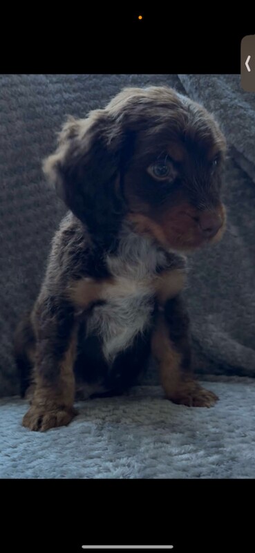 Cocker Spaniel puppies for sale in Wrexham / Wrecsam, Clwyd – 11 weeks old