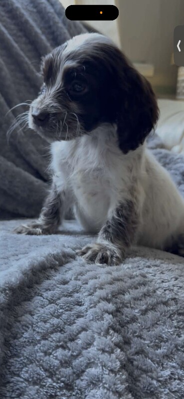 Cocker Spaniel puppies for sale in Wrexham / Wrecsam, Clwyd – 12 weeks old - Image 2 of 4