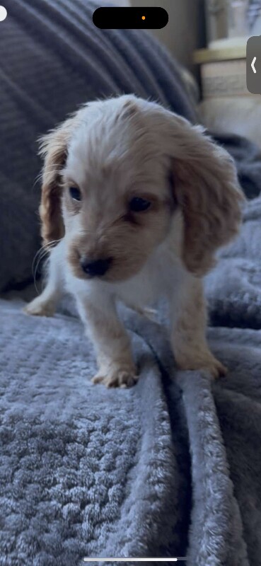 Cocker Spaniel puppies for sale in Wrexham / Wrecsam, Clwyd – 12 weeks old - Image 3 of 4