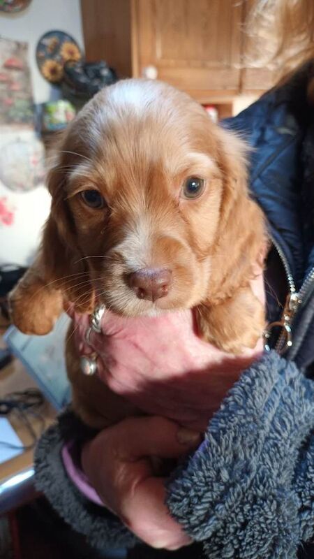 Cocker Spaniel puppies for sale in Swindon, Wiltshire – KC registered, 8 weeks old