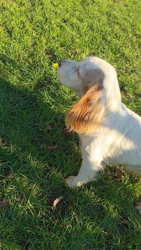 Cocker Spaniel puppies for sale in Swindon, Wiltshire – KC registered, 8 weeks old - Image 2 of 5