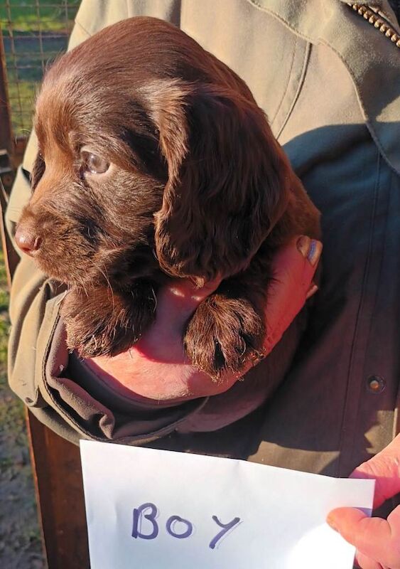 Cocker Spaniel puppies for sale in Swindon, Wiltshire – KC registered, 8 weeks old - Image 3 of 5
