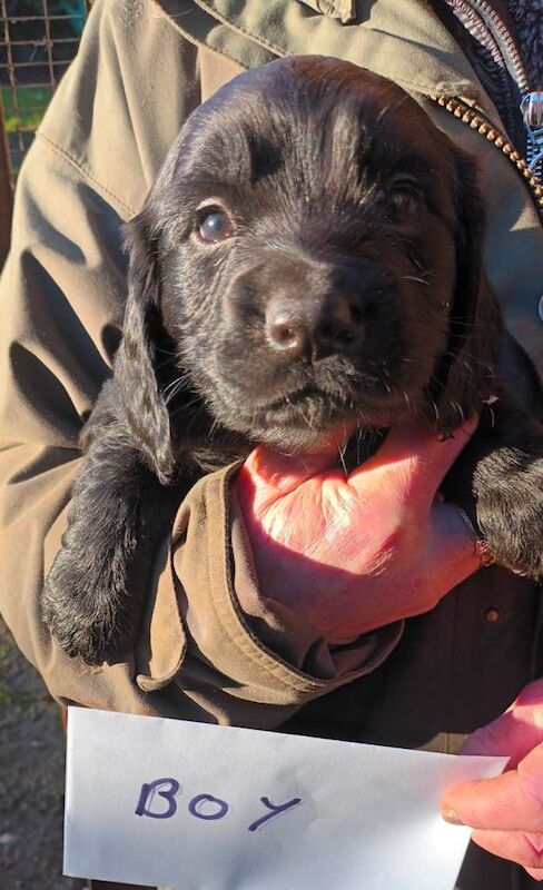 Cocker Spaniel puppies for sale in Swindon, Wiltshire – KC registered, 8 weeks old - Image 4 of 5