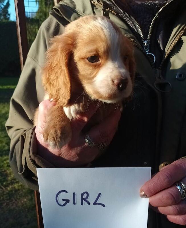 Cocker Spaniel puppies for sale in Swindon, Wiltshire – KC registered, 8 weeks old - Image 5 of 5