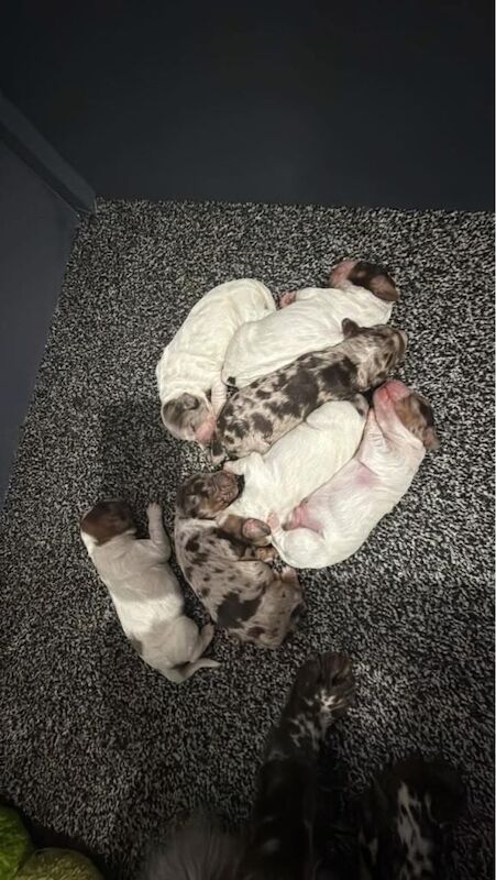 Cocker Spaniel puppies for sale in Bedlington, Northumberland – 6 days old