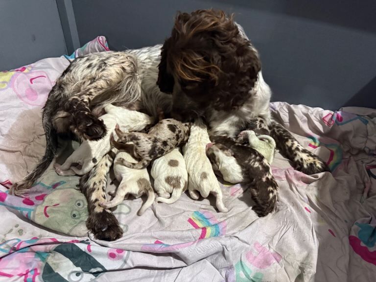 Cocker Spaniel puppies for sale in Bedlington, Northumberland – 6 days old - Image 2 of 2